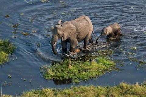 Elephant calf following her mother through flooded grassland