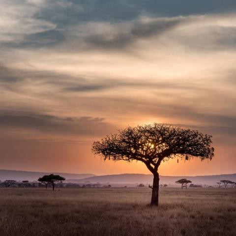 Tree on the savannah at dusk