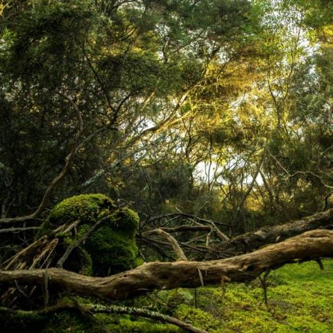 Overgrown New Zealand forest with spots of sunlight