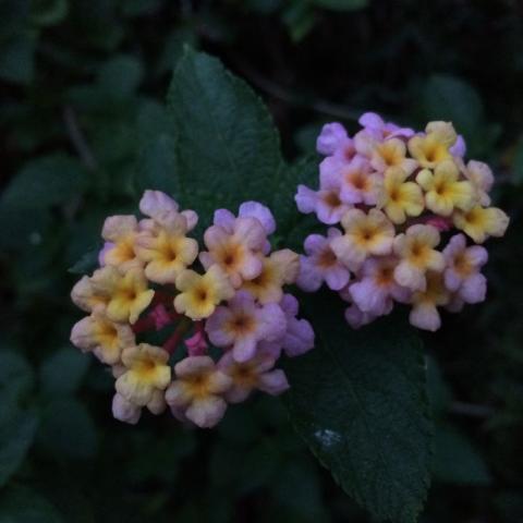 Flower of a common lantana in pink and yellow, set against dark green