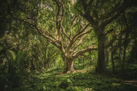 Beautifully branching tree in a forest, lit by sunshine.