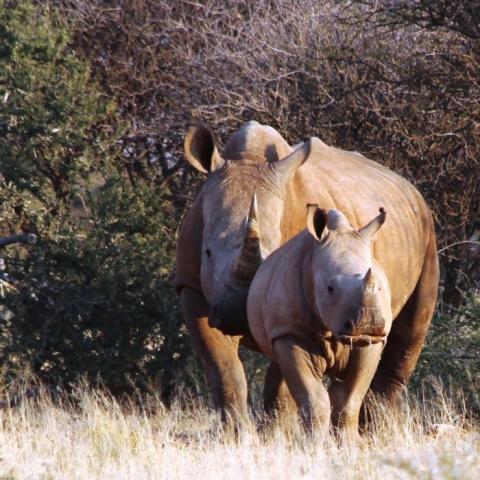 Rhinoceros mother and child walking along bushes in the sunshine
