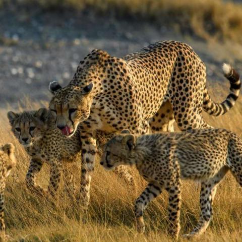 A mother cheetah and her three young ones in the savannah