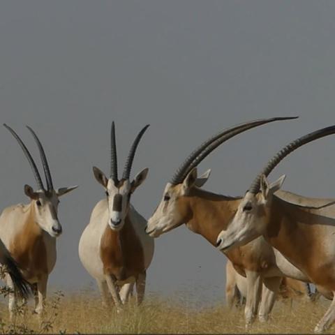 Herd of scimitar oryx photographes on dry grassland