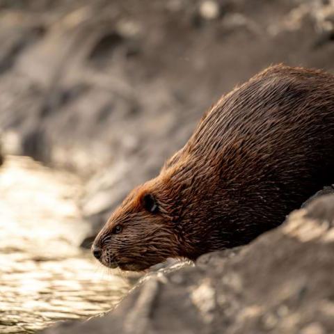Beaver at the water's edge in sunlight