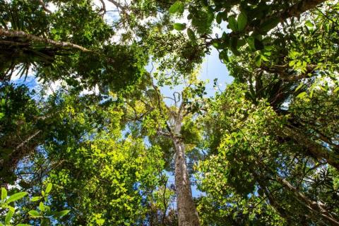 Tropical tree tops photographed from below against the sky