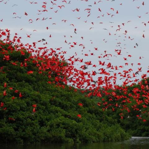 Large flock of scarlet ibis, bright red birds, in front of a dense mangrove forest