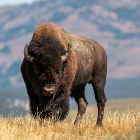 Bison among grassland against a backdrop of distant mountains