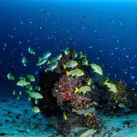 Colourful fish surrounding a coral reef against the backdrop of a deep blue ocean