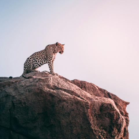 Leopard on top of grey rock