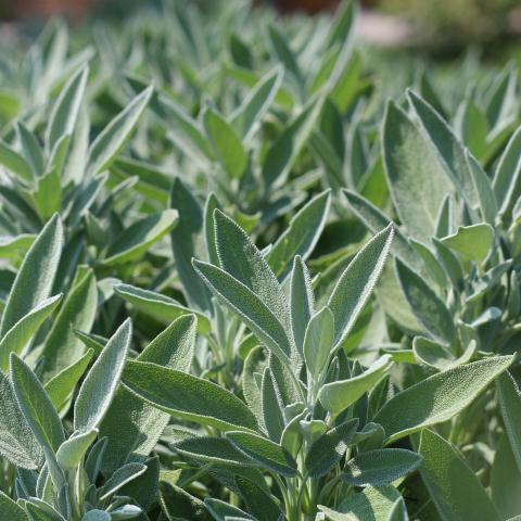 Salvia plants 