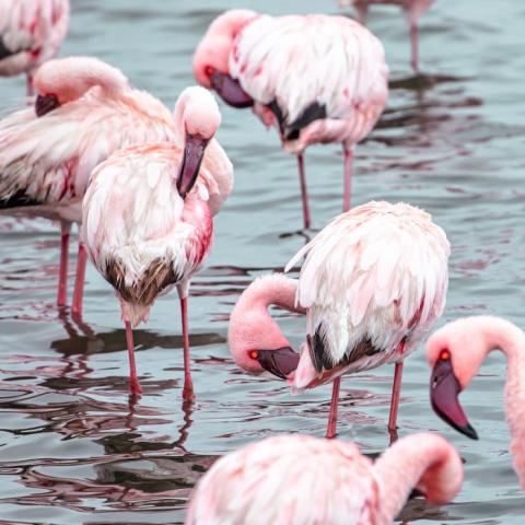 A flock of flamingos standing in shallow water and grooming themselves