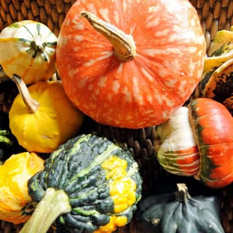 Colourful arrangement of different types of squash