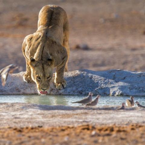 Lioness drinking at a water hole under the bright Namibian sun