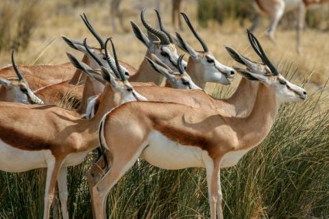 Herd of springboks among high grass