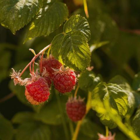 Raspberries growing in the sunlight