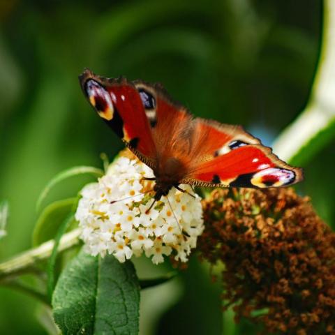 Peacock butterfly visiting a flower and spreading its wings, with the characteristic eye design clearly visible