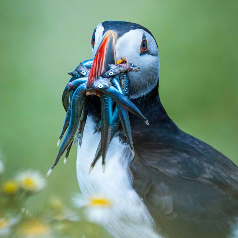Beautiful Atlantic puffin (Fratercula arctica) with a bunch of fish at Skomer Island, Haverfordwest, UK.