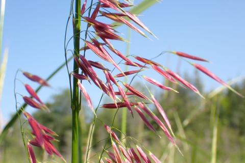 Red wild rice against a green backdrop and a bright blue sky