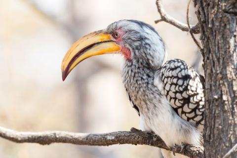 Southern yellow-billed hornbill observing its surroundings from a branch