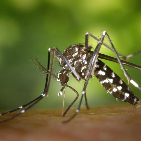 Feeding Tiger mosquito up close