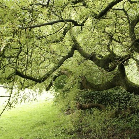 Old and winding European Ash branches densely covered in foliage