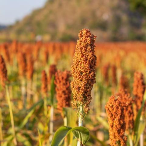 Field of ripe sorghum up close in shades of green and bright orange