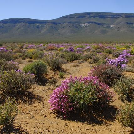 Wild flowers blooming in Tankwa Karoo National Park in spring