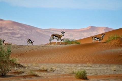 a group of antelopes - springboks in a desert landscape in Namibia. are medium-sized antelopes, with a distinctive white belly, and a dark stripe running along each side