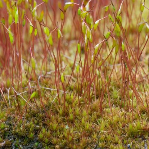 Close-up of redshank, slender red stems rising from the covered ground and tipped with bright green