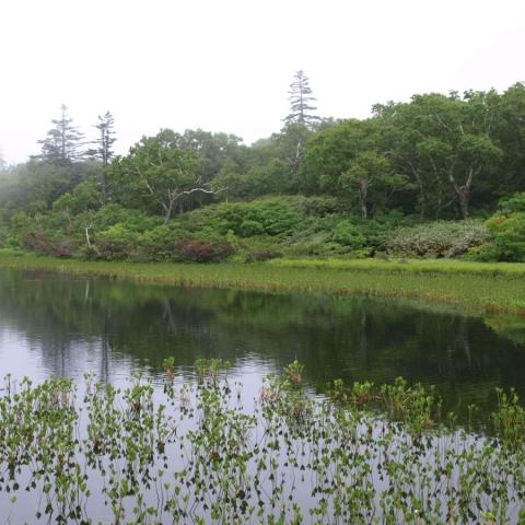 Foggy wetland on the Island of Hokkaido with the treeline in the background