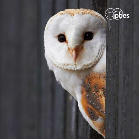 Barn owl perched on a hole in a barn wall