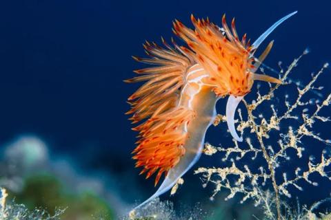 Close-up of a red nudibranch against a dark blue ocean