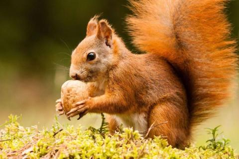 Red squirrel holding a nut it has gathered