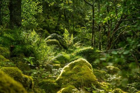 Lush nordic forest with mossy stones, ferns and of course trees