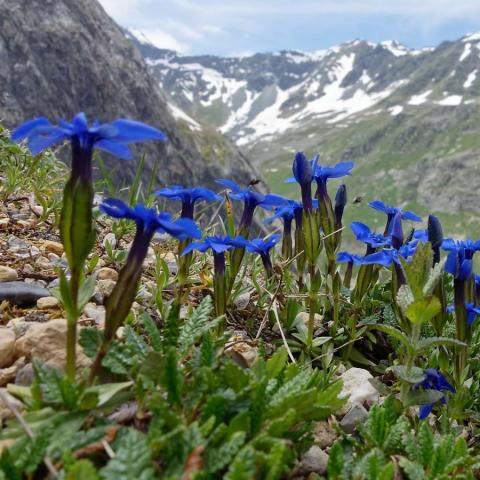 Spring Gentian against a backdrop of steep mountains partially covered in snow