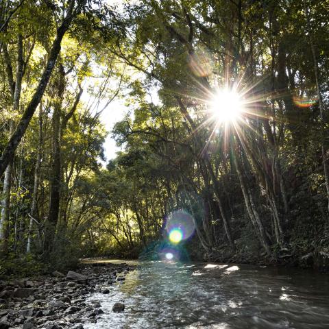 Brazilian rainforest. trees in both sides with a river full of rocks in the middle of the image