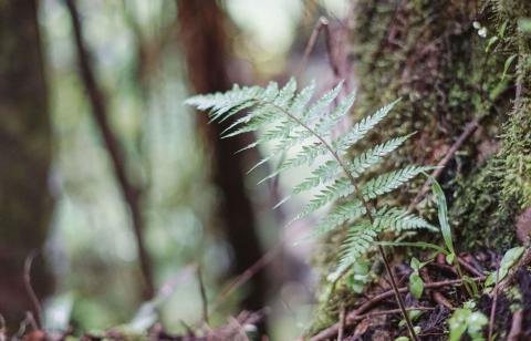 Fern growing on a mossy tree in Punakaiki, New Zealand