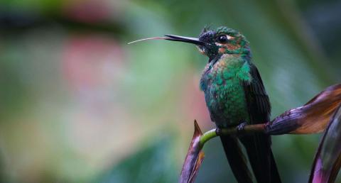 Green and brown hummingbird perched on plant branch
