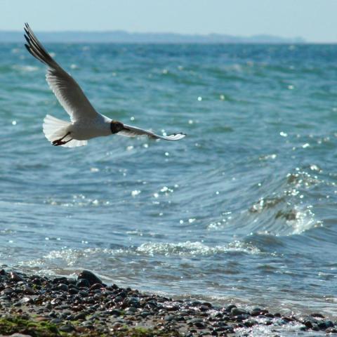 Large seagull gliding over the glittering waves along the coast