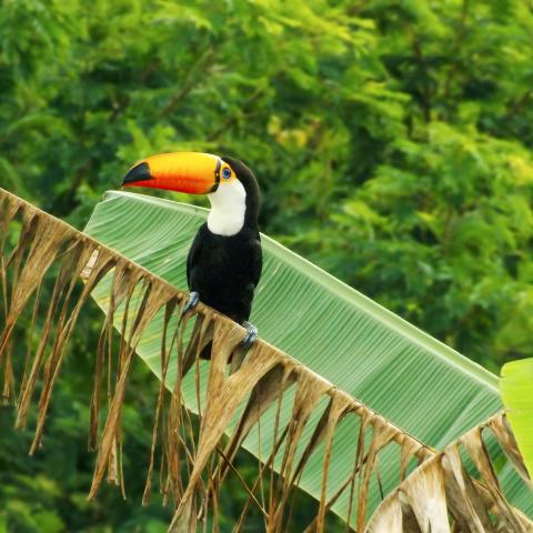 The largest and one of the most well-known toucan species. It’s easily recognized by its huge orange beak with a black tip, black body, and white throat and chest