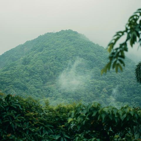 A mountain covered by forest 