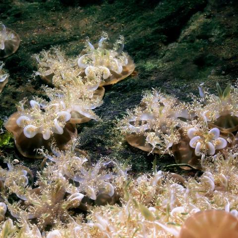 The image shows a group of upside-down jellyfish. Their translucent, dome-shaped bells are positioned downward, while their frilly, tentacle-covered arms extend upward, creating a flower-like appearance