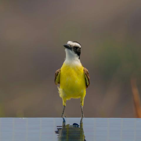 image show a little bird with yellow body, white head with black beak and black stripes in the eyes