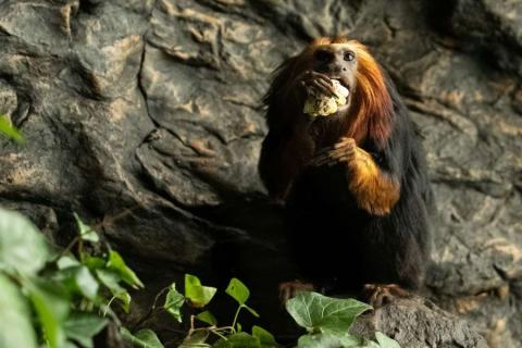 A golden-headed tamarin enjoying its meal against a rocky backdrop