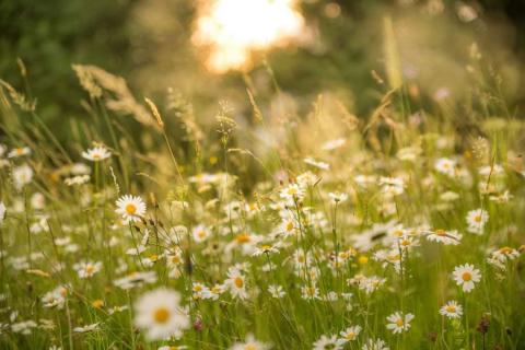 A warm and sunlight meadow of white and yellow flowers among green grass