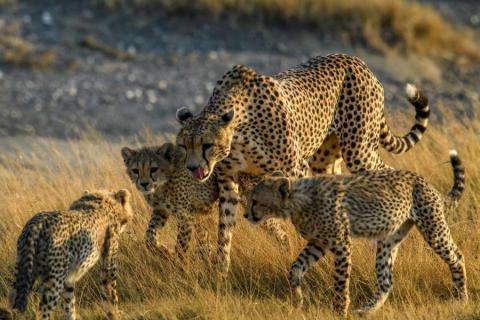 A cheetah mother with her three cubs among sunlight grass