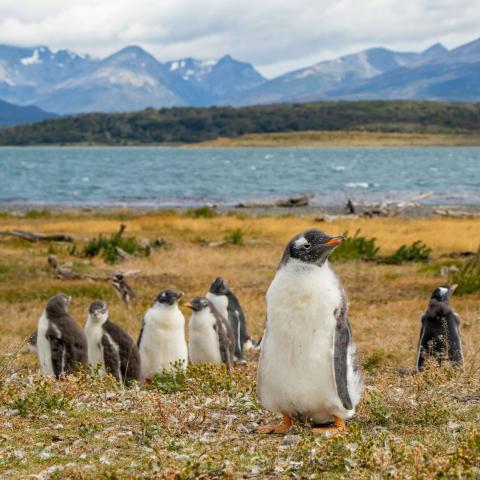 a group of Gentoo penguins standing on the rugged coastal plains