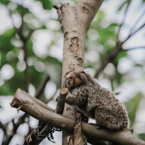 Black-tufted marmoset, a little monkey, perched on a tree branch
