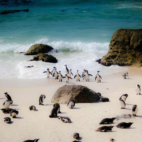 a group of African penguins at the coast, on the sand